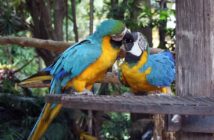 parrot love birds