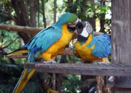 Guide to Parrot Breeding and Top Tips