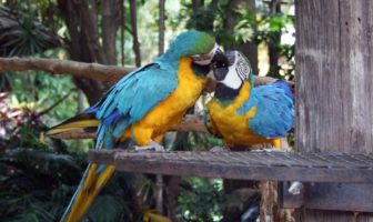 parrot love birds