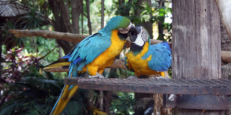 parrot love birds